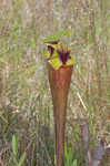 Yellow pitcherplant